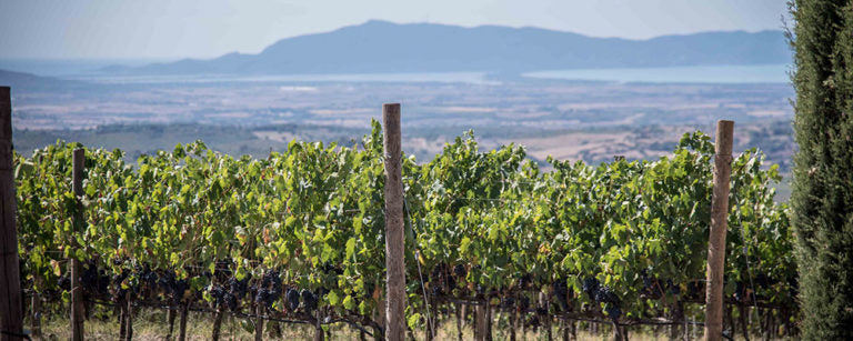 Cantina Vignaioli del Morellino di Scansano